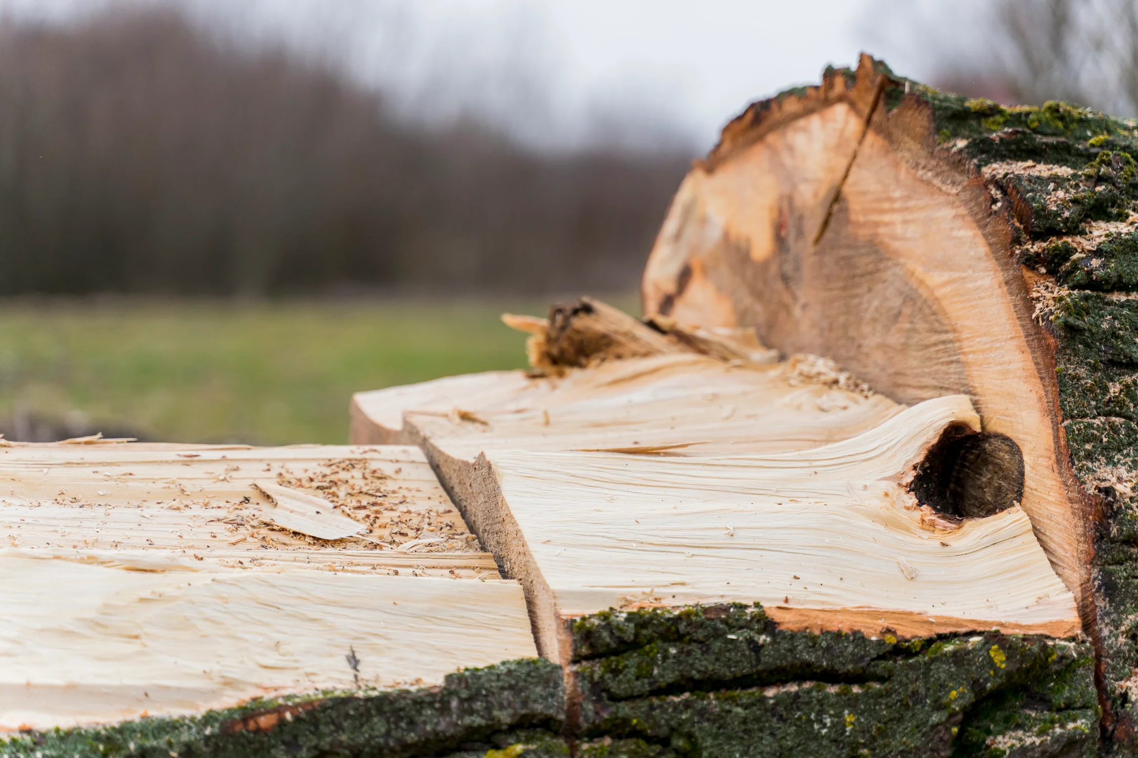 Mieux comprendre les certifications de gestion durable des forêts