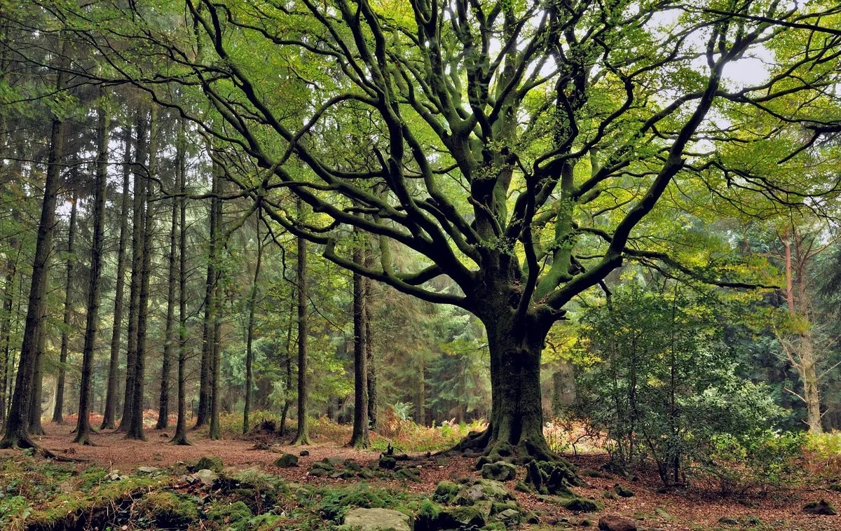 Tous les cris, les SOS (FORÊT FRANCE)