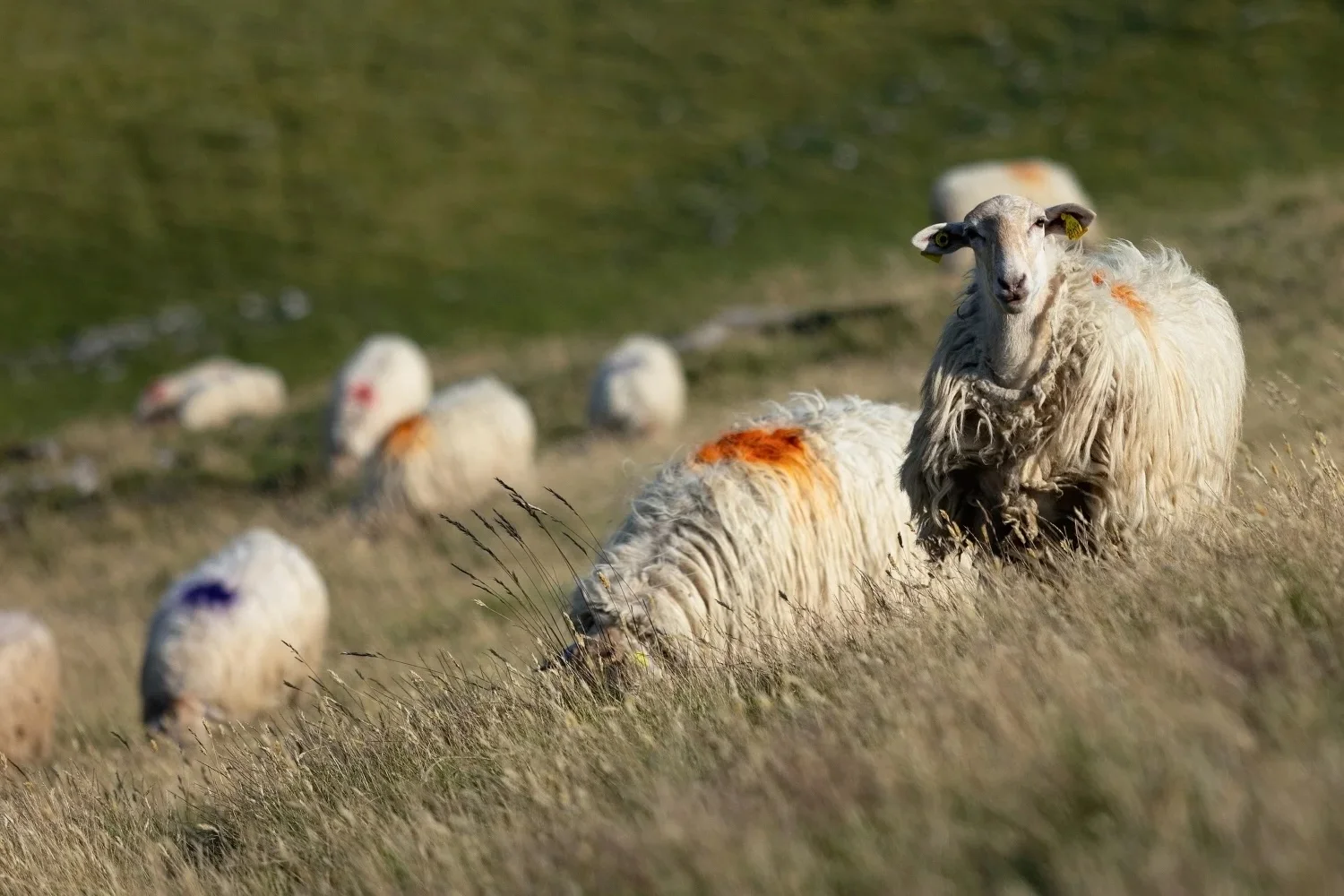Du mouton basque au doudou, Traille et Caloun remontent le fil