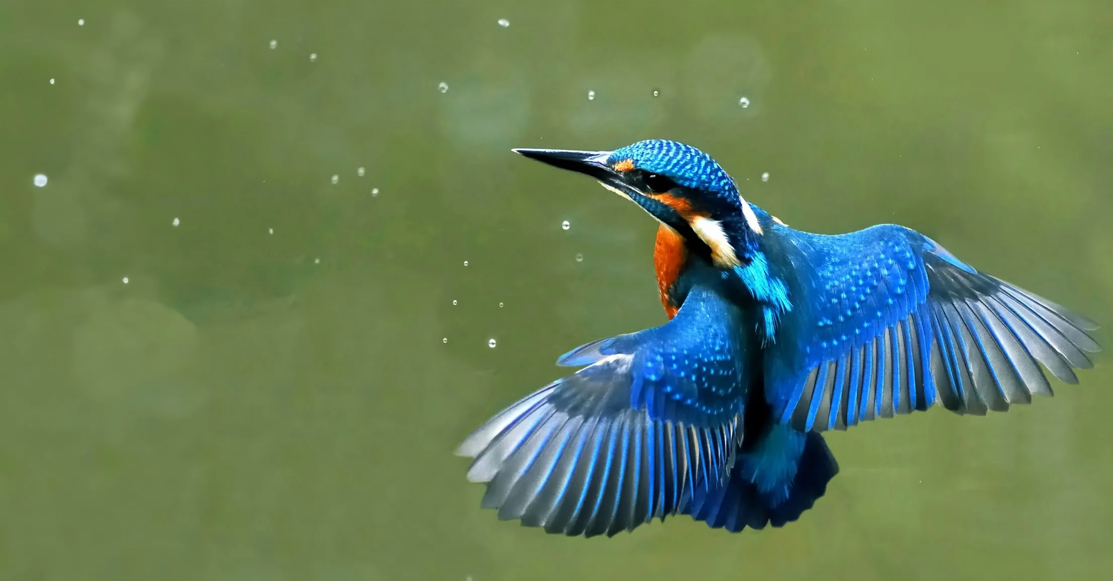 La biodiversité pour les zéros en SVT 