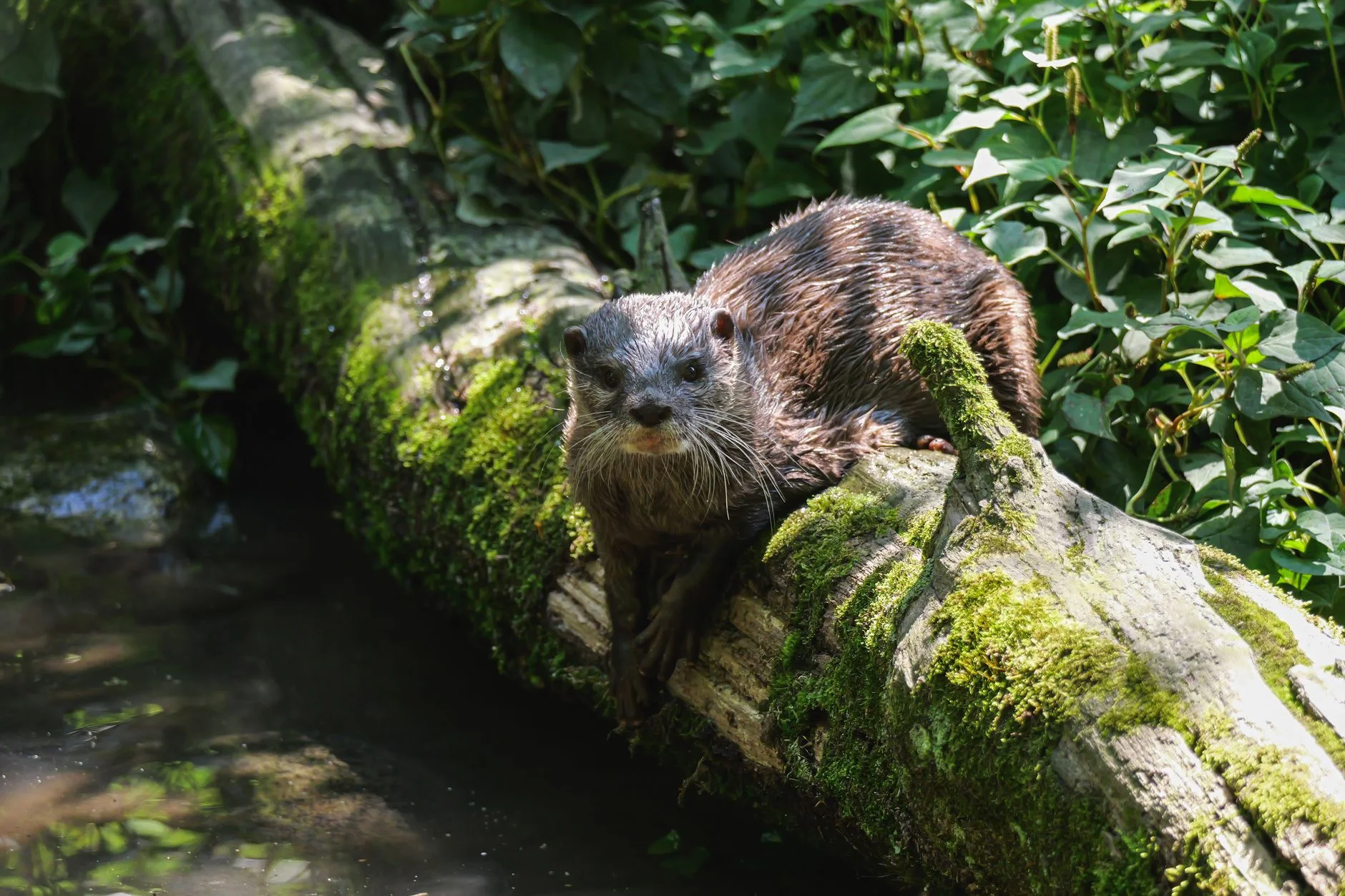 Le retour du loup, de la loutre, du balbuzard : petites et grandes histoires de réensauvagement