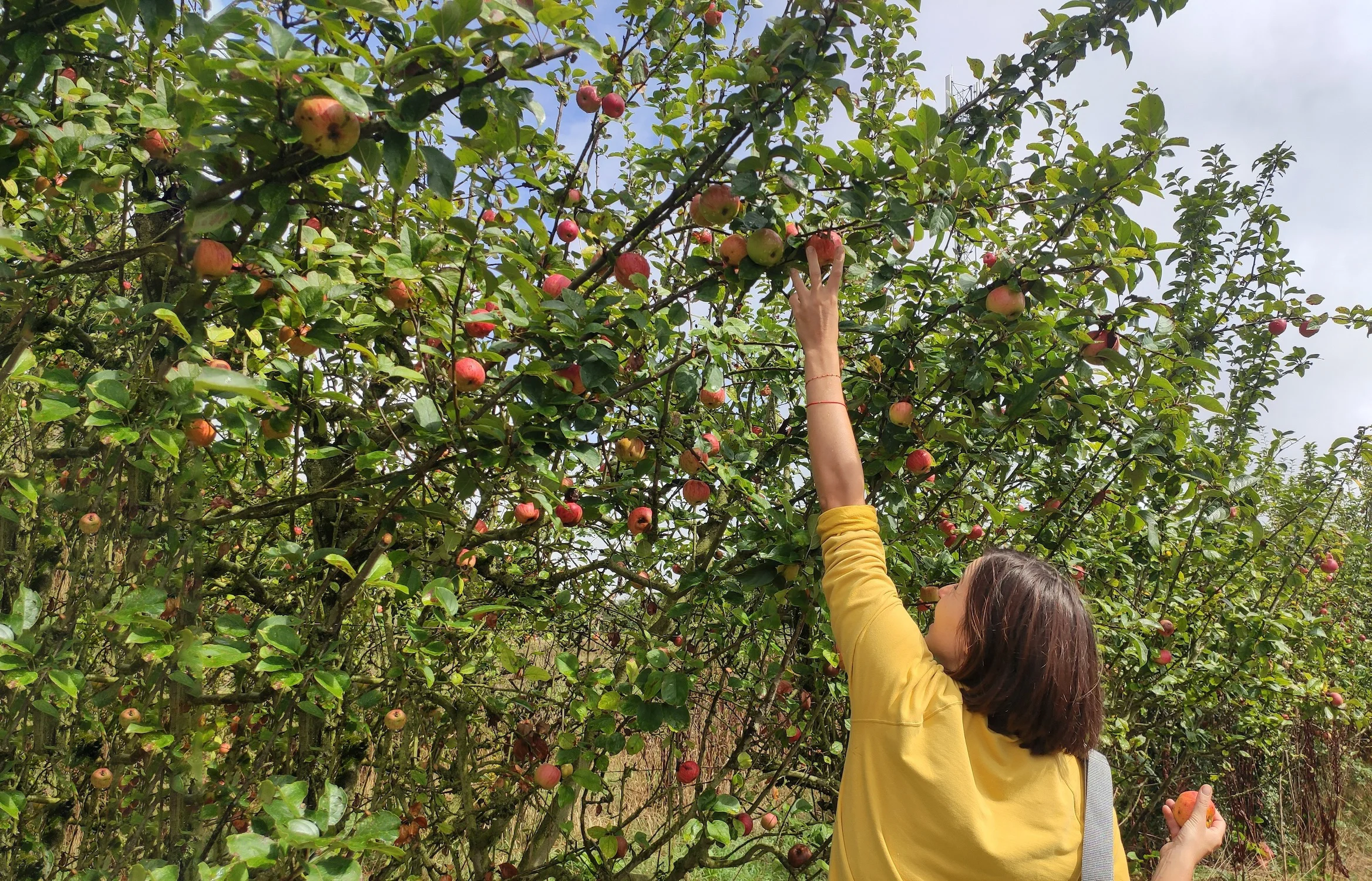 Aux arbres citoyens, les Robins des bois des jardins