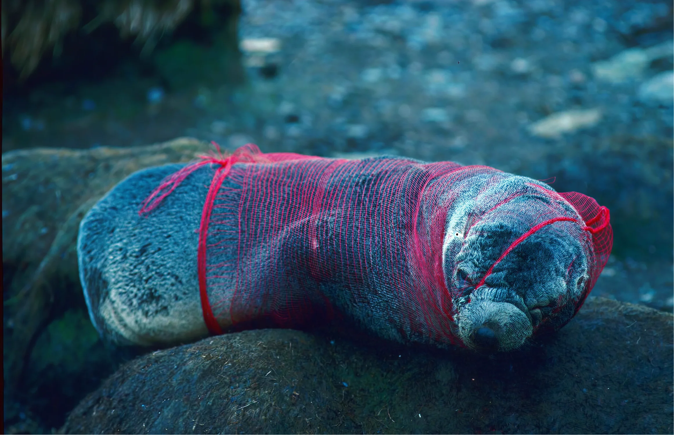 Micro plastiques, maxi problèmes