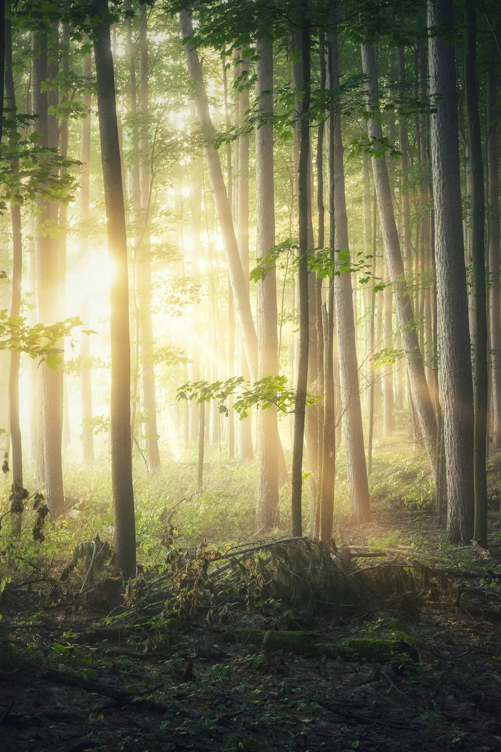 Planter des arbres pour sauver les forêts, est-ce que ça marche ?
