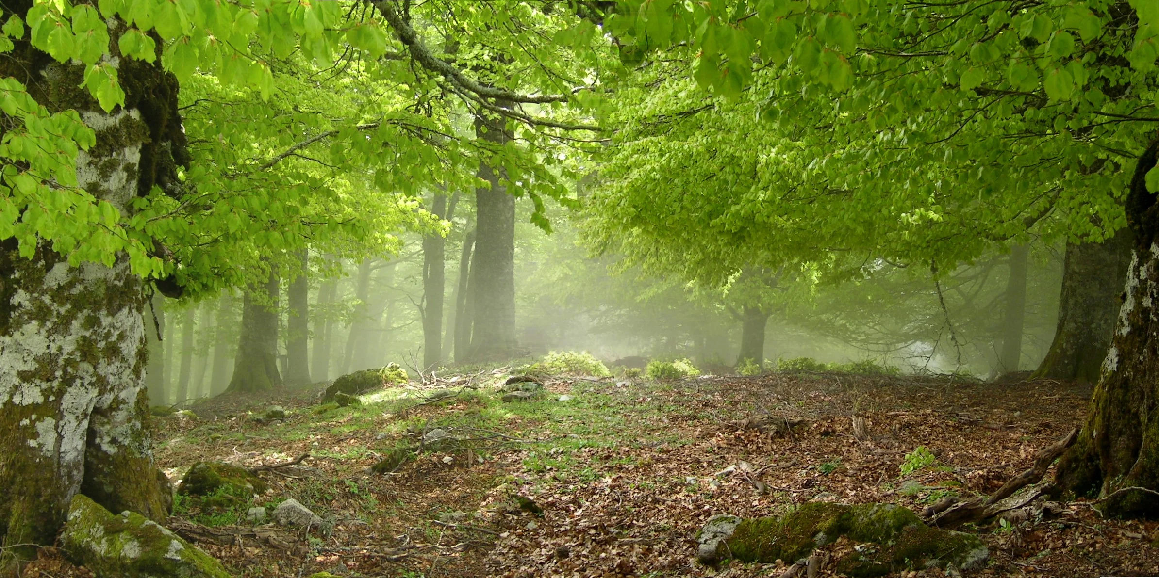 Pro Silva, un vent de liberté souffle sur la forêt