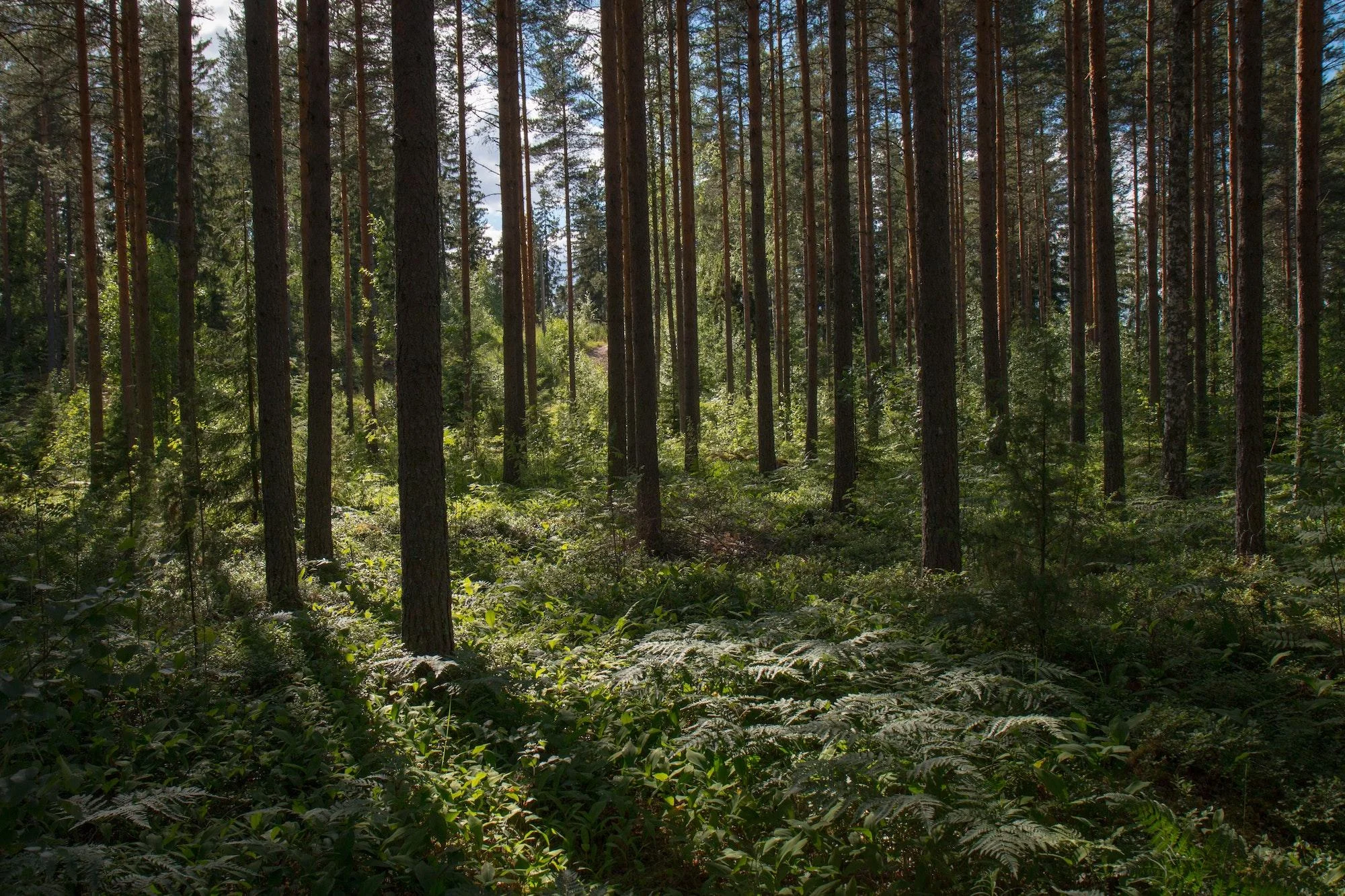 Combien de planètes faudrait-il pour compenser l’ensemble de nos émissions de CO2 en plantant des arbres ?