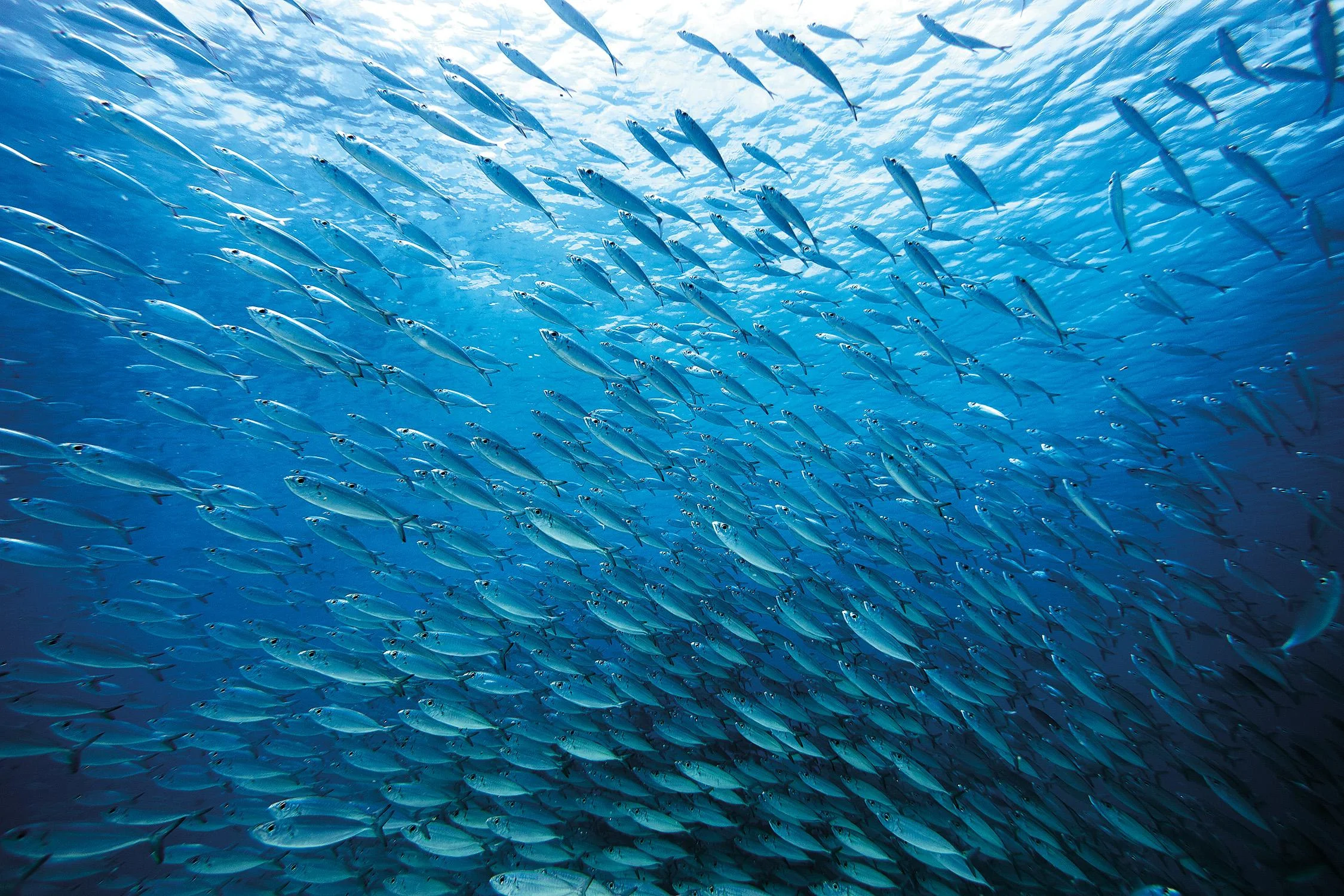 Les 8 choses à savoir pour mettre fin au chalutage et préserver les fonds marins