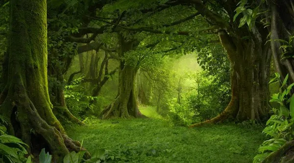 Sortie gratuite à la découverte d'une forêt !