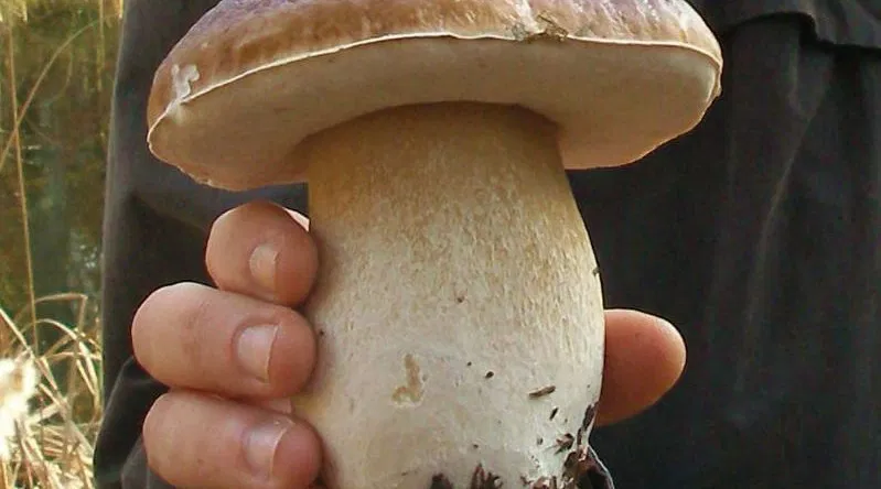 Sortie découverte des champignons en forêt de Presles (38" en train de Gare du Nord)