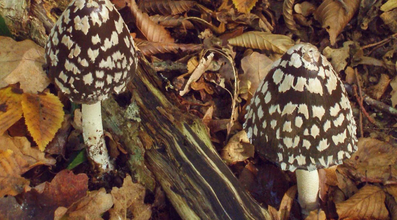 Sortie Champignons forestiers et paysages d'automne (accessible en train à 40" de Paris Gare de lyon)