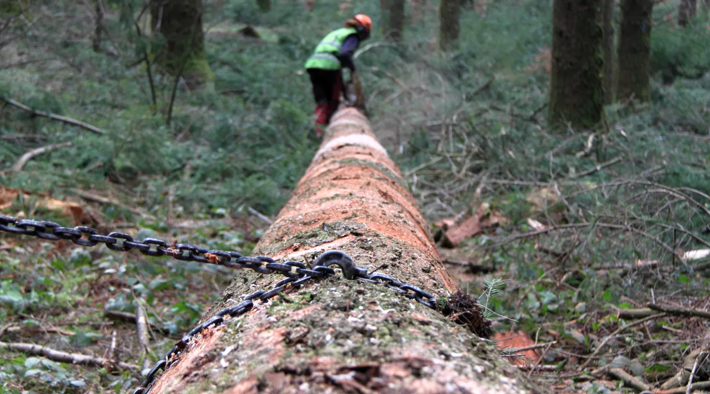 Formation RAF : Produire et valoriser ses bois par la Sylviculture douce 