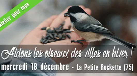 Aidons les oiseaux des villes en hiver !