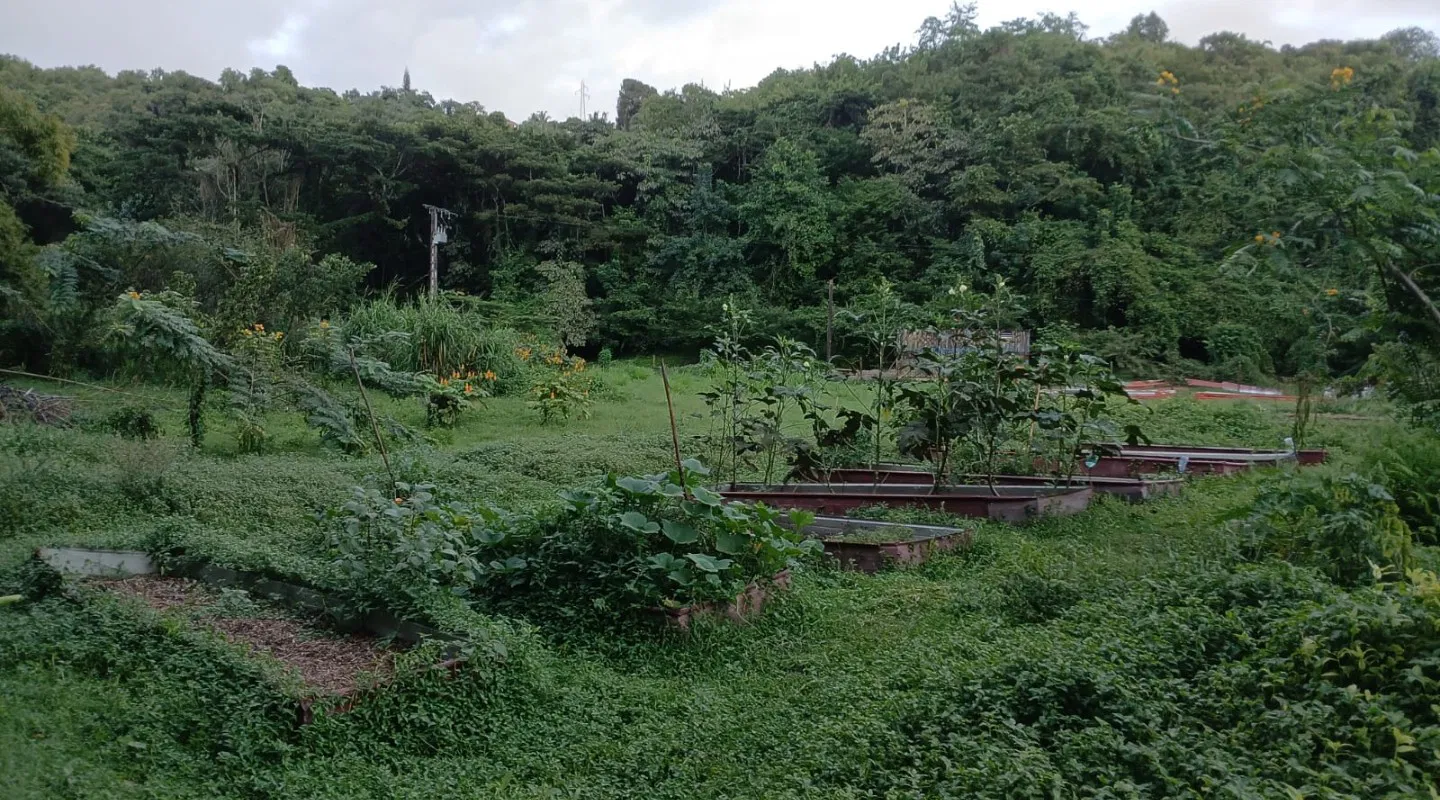 Koudmain : jardin partagé du bèlè à Schoelcher