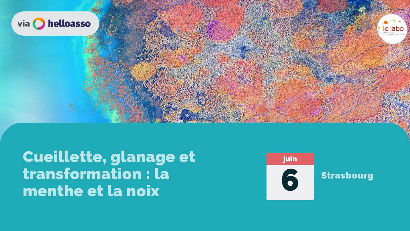 Cueillette, glanage et transformation : la menthe et la noix