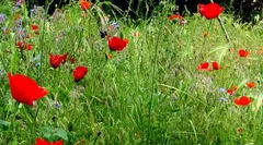 Bienvenue dans mon jardin au naturel