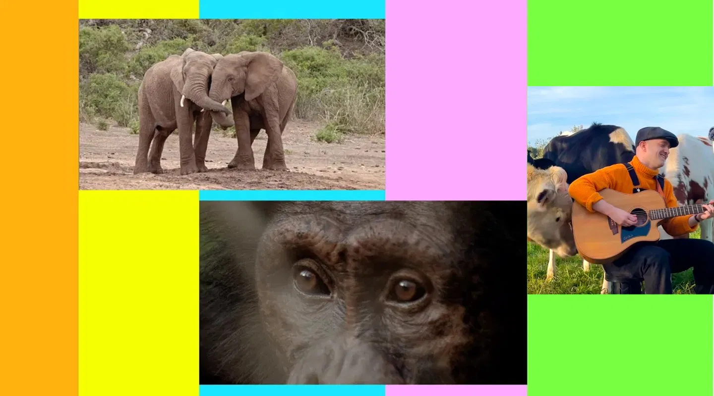 Les émotions des animaux - Ce que ça nous fait, ce qu'on en fait