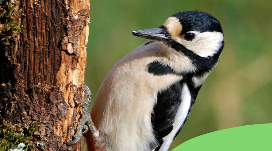 Webinaire "Les oiseaux, un lien étroit avec les forêts ?" par Cœur de Forêt