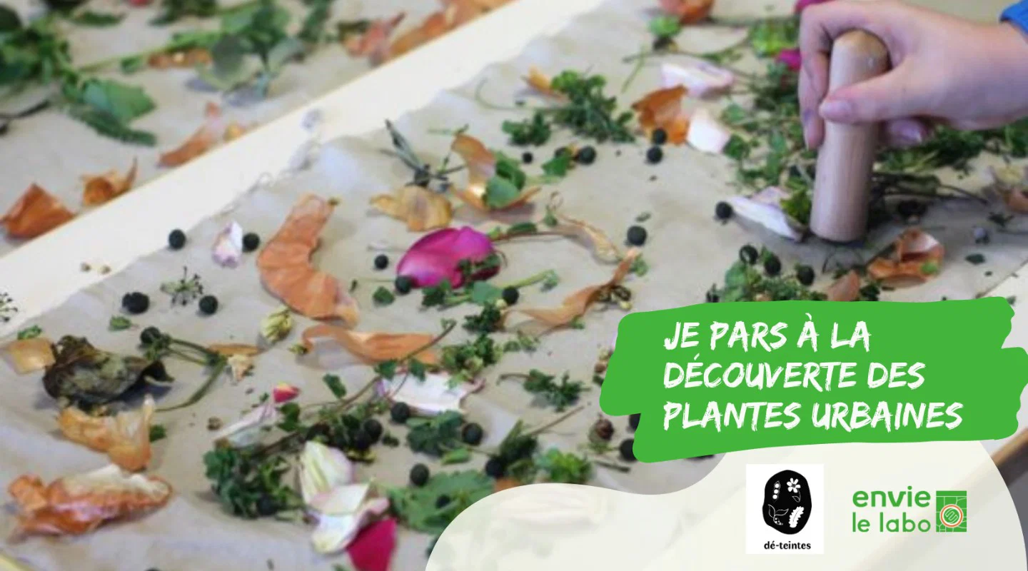 Je pars à la découverte des plantes urbaines et fais de l'impression végétale