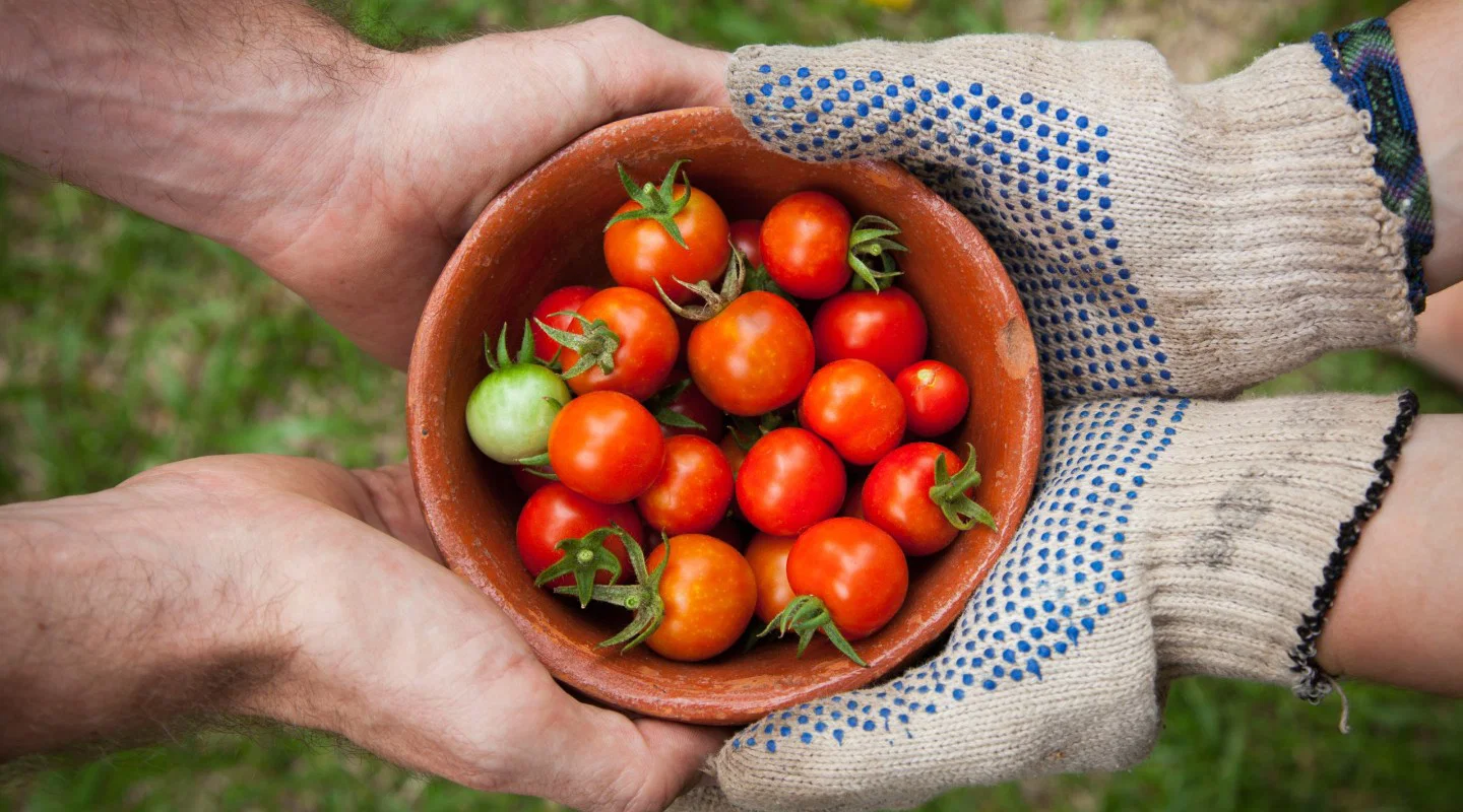 Plusieurs mains tiennent ensemble un bol rempli de tomates cerises rouges, orange et vertes.